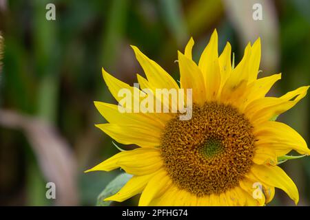 Eine junge, ungeöffnete Sonnenblume wächst auf einem Feld. Das Konzept der Sonnenblumenzucht. Stockfoto