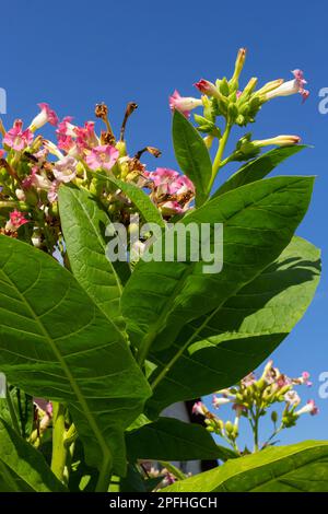 Blühende Tabakpflanzen im Tabakanbau. Tabakblumen, Nahaufnahme. Stockfoto