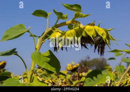 Sonnenblumenköpfe, die am Ende der Vegetationsperiode auf einem landwirtschaftlichen Feld im Herbst mit Samen geerntet werden. Stockfoto