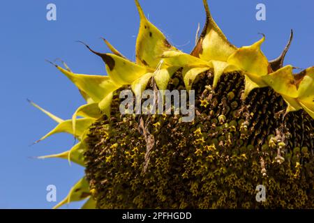 Sonnenblumenköpfe, die am Ende der Vegetationsperiode auf einem landwirtschaftlichen Feld im Herbst mit Samen geerntet werden. Stockfoto