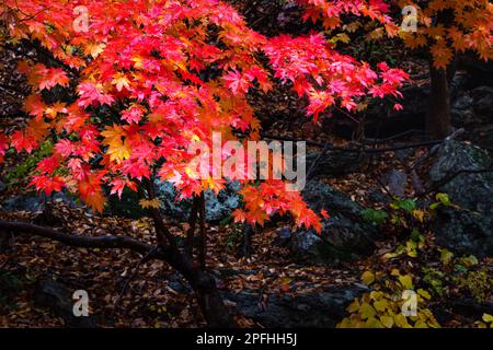 Herbstlandschaft. Rote Ahornblätter, nass im Herbstregen. Juwangsan-Nationalpark, Südkorea. Stockfoto