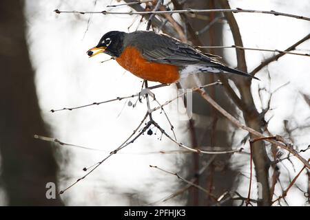 Amerikanisches Rotkehlchen mit einer wilden Beere im Schnabel. Stockfoto