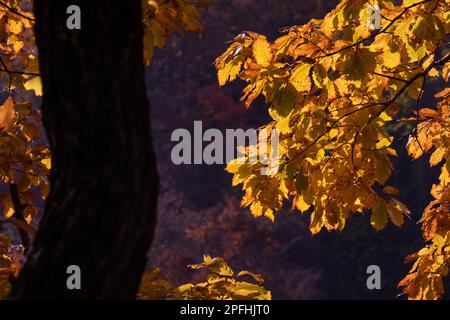 Herbstlandschaft. Gelbe Blätter im Sonnenlicht in einem Ahornwald. Stockfoto