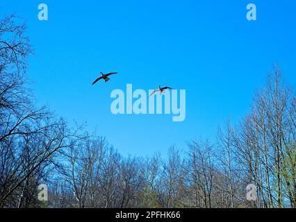 Zwei kanadische Gänse fliegen über einen nordöstlichen Ohio-Wald, der im Frühling gerade grün wird Stockfoto