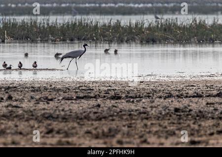 Demoiselle Crane in einem nassen Land Stockfoto