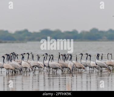 Demoiselle Cranes in einem See Stockfoto