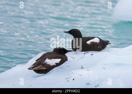 Zwei schwarze Guillemots/Tysties (Cepphus Grylle), die im Sommer auf einer Eisscholle im Nordpolarmeer an der Svalbard-Küste, Spitsbergen, ruhen Stockfoto