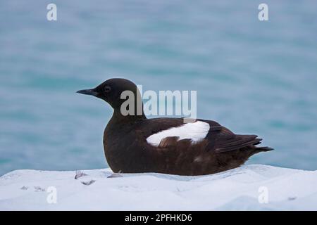 Schwarze Guillemot/Tystie (Cepphus grylle), die im Sommer auf Eisscholle im Nordpolarmeer an der Küste von Svalbard ruht, Spitsbergen Stockfoto