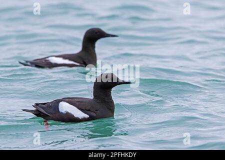 Zwei schwarze Guillemots/Tysties (Cepphus Grylle) schwimmen im Arktischen Ozean entlang der Svalbard-Küste im Sommer, Spitsbergen Stockfoto