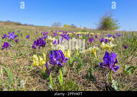 Lila und gelbe Zwergirschen/Zwergirschen (Iris pumila) in Blüten auf der Wiese im Frühjahr, aus Österreich, Mittel- bis Osteuropa Stockfoto