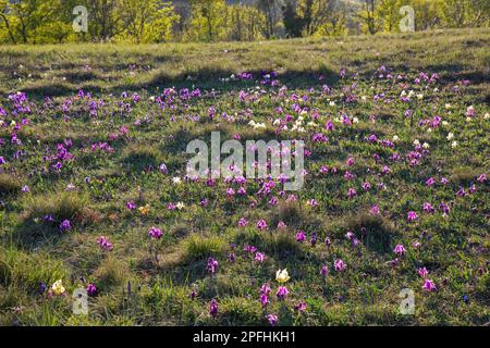 Lila und gelbe Zwergirschen/Zwergirschen (Iris pumila) in Blüten auf der Wiese im Frühjahr, aus Österreich, Mittel- bis Osteuropa Stockfoto