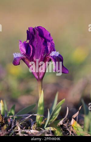 Lila/violette Pygmäen-Iris/Zwergiris (Iris pumila) in Blüte auf Wiese im Frühjahr, aus Österreich, Mittel- bis Osteuropa Stockfoto