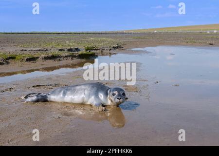 Seezunge/Seehund (Phoca vitulina) Welpe, die im Frühling allein auf der Schlammfläche entlang der Küste des Wattenmeers ruht Stockfoto