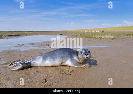 Seezunge/Seehund (Phoca vitulina) Welpe, die im Frühling allein auf der Schlammfläche entlang der Küste des Wattenmeers ruht Stockfoto