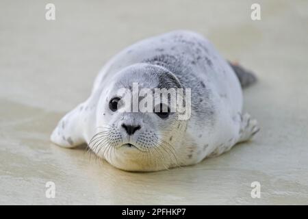 Verwaistes Seehund/Seehund (Phoca vitulina) Waisenhund im Friedrichskoog-Seehundwerk in Dithmarschen, Schleswig-Holstein, Deutschland Stockfoto