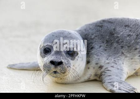 Verwaistes Seehund/Seehund (Phoca vitulina) Waisenhund im Friedrichskoog-Seehundwerk in Dithmarschen, Schleswig-Holstein, Deutschland Stockfoto