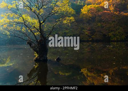 Herbst, Morgenlandschaft am See. Eine große Weide, die im Wasser verwurzelt ist, spiegelt sich auf der Wasseroberfläche wider. Jusanji Park, Südkorea. Stockfoto