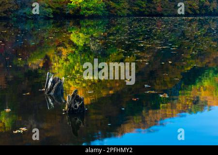 Herbst, Morgenlandschaft am See. Ahornbaumlandschaft mit Reflexion im ruhigen Wasser und Baumstamm mit Wurzeln im Wasser. Jusanji Park, Südkorea. Stockfoto