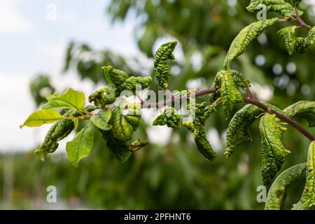 Pflaumenzweig mit zerknitterten Blättern, befallen von schwarzer Blattläuse und Spinnennetz. Pflaumenblattläuse, schwarze Fliege auf Obstbäumen, schwere Schäden durch Gartenschädlinge. Wählen Sie Stockfoto