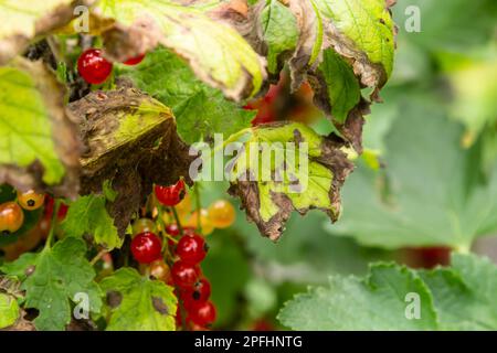Gallische Blattläuse auf den Blättern der roten Johannisbeere. Der Schädling schädigt die Johannisbeeren Blätter, rote Beulen auf den Blättern des Busches von der Parasitenkrankheit. Stockfoto