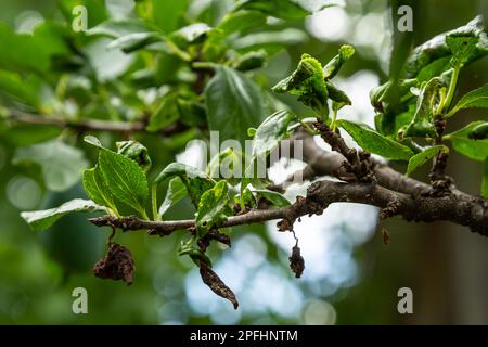 Pflaumenzweig mit zerknitterten Blättern, befallen von schwarzer Blattläuse und Spinnennetz. Pflaumenblattläuse, schwarze Fliege auf Obstbäumen, schwere Schäden durch Gartenschädlinge. Wählen Sie Stockfoto