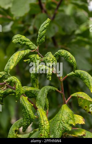 Pflaumenzweig mit zerknitterten Blättern, befallen von schwarzer Blattläuse und Spinnennetz. Pflaumenblattläuse, schwarze Fliege auf Obstbäumen, schwere Schäden durch Gartenschädlinge. Wählen Sie Stockfoto