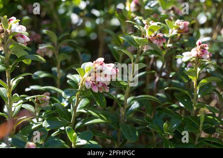 Preiselbeere, Preisel-Beere, Kronsbeere, Blüten, blühend, Vaccinium vitis-idaea, Preiselbeere, Partridgebeere, Berghranbeere, Cowberry, Foxberry, Stockfoto