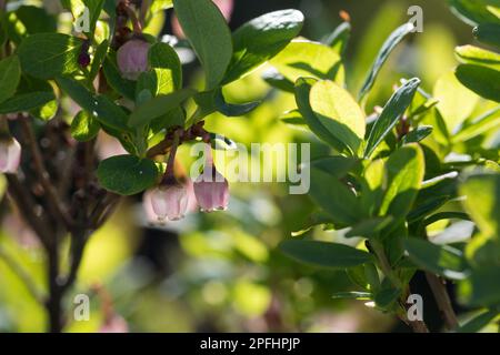 Rauschbeere, Rausch-Beere, Moorbeere, Trunkelbeere, Nebelbeere, Blüten, Blühend, Vaccinium uliginosum, Bog Bilberry, Bog Wortleberry, Moorblueberry, n Stockfoto