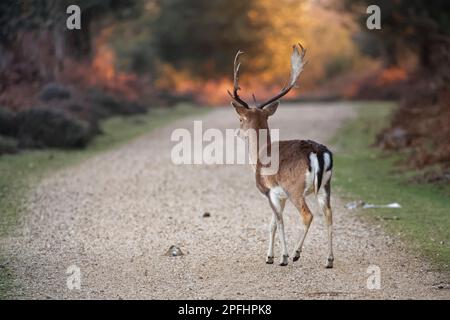 Schwarzhirsche (Dama dama) durchqueren einen Pfad durch Wälder und Heiden in der Dämmerung, New Forest, Hampshire, Großbritannien, Januar. Stockfoto