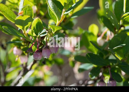 Rauschbeere, Rausch-Beere, Moorbeere, Trunkelbeere, Nebelbeere, Blüten, Blühend, Vaccinium uliginosum, Bog Bilberry, Bog Wortleberry, Moorblueberry, n Stockfoto