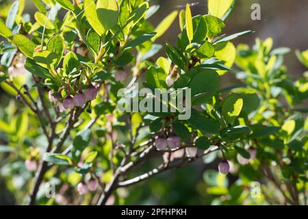 Rauschbeere, Rausch-Beere, Moorbeere, Trunkelbeere, Nebelbeere, Blüten, Blühend, Vaccinium uliginosum, Bog Bilberry, Bog Wortleberry, Moorblueberry, n Stockfoto