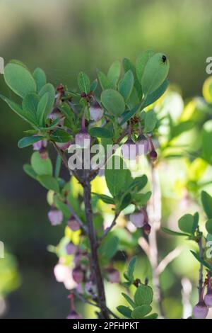 Rauschbeere, Rausch-Beere, Moorbeere, Trunkelbeere, Nebelbeere, Blüten, Blühend, Vaccinium uliginosum, Bog Bilberry, Bog Wortleberry, Moorblueberry, n Stockfoto