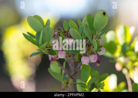 Rauschbeere, Rausch-Beere, Moorbeere, Trunkelbeere, Nebelbeere, Blüten, Blühend, Vaccinium uliginosum, Bog Bilberry, Bog Wortleberry, Moorblueberry, n Stockfoto