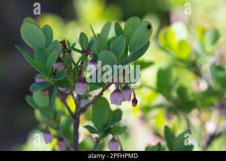 Rauschbeere, Rausch-Beere, Moorbeere, Trunkelbeere, Nebelbeere, Blüten, Blühend, Vaccinium uliginosum, Bog Bilberry, Bog Wortleberry, Moorblueberry, n Stockfoto