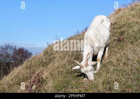 Ziege (Capra hircus) weidet Kreidegras am Hang, um das Eindringen von Gebüsch einzudämmen und Wildblumen zu nutzen, Browne's Folly Nature Reserve, Bath und N. Stockfoto