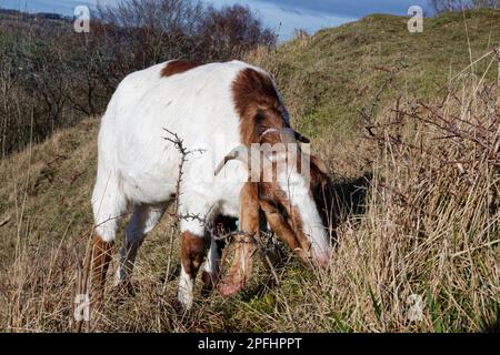 Ziege (Capra hircus) weidet Kreidegras am Hang, um das Eindringen von Gebüsch einzudämmen und Wildblumen zu nutzen, Browne's Folly Nature Reserve, Bath und N. Stockfoto