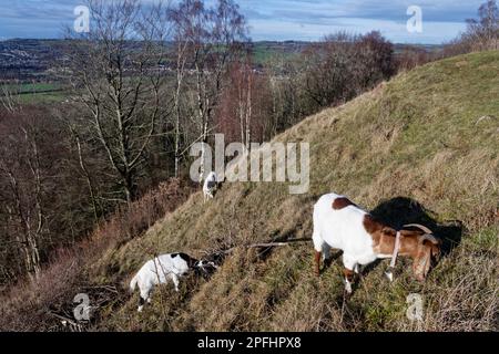 Ziegen (Capra hircus), die steile Kreidegrasland am Hang weiden, um das Eindringen von Busch zu kontrollieren und Wildblumen zu nutzen, Browne's Folly Nature Reserve, bat Stockfoto