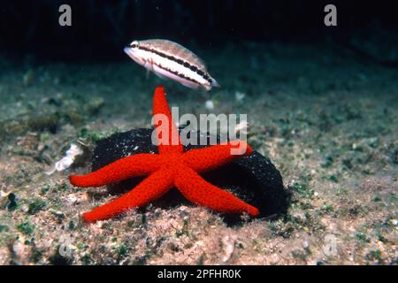 Roter Seestern (Echinaster sepositus) und Schwamm. Stella Marina ina rossa Roter Seestern (Echinaster sepositus). Capo Caccia. Alghero.Sardegna Stockfoto
