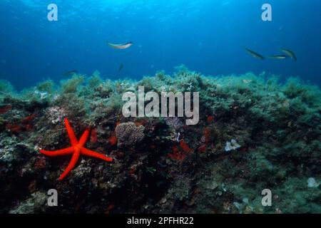 Stella Marina, Echinaster Sepositus. Capo Caccia, Alghero, Sardegna. Italia Starfish Stockfoto