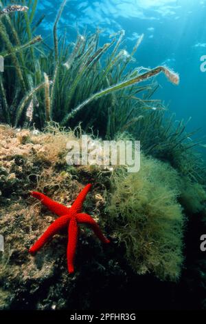 Stella Marina, Etoile de mer Rouge, Echinaster sepositus. Capo Caccia, Alghero, Sardegna. Italia Red Starfish Stockfoto