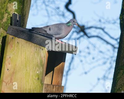 Stock Dove (Columba oenas) hoch oben auf einem großen Nestkasten, in dem dieser Vogel und sein Partner die Zucht in Erwägung ziehen, Wiltshire Garden, Großbritannien, Februar. Stockfoto