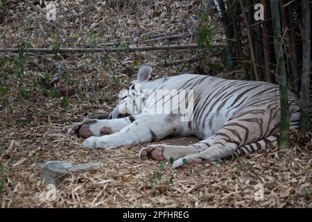 Indischer weißer Tiger im Bannerghatta-Nationalpark Bangalore im Zoo. Forest Wildlife Sanctuaries in Karnataka India Stockfoto