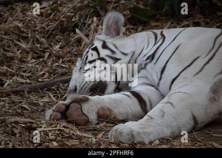 Indischer weißer Tiger im Bannerghatta-Nationalpark Bangalore im Zoo. Forest Wildlife Sanctuaries in Karnataka India Stockfoto