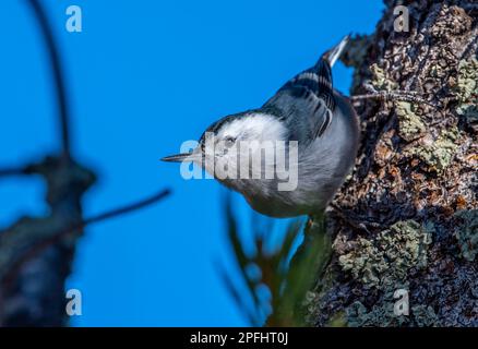 Dieser Weißbrustnuthatch wurde hoch oben an einem Baum mit Blick nach unten in einem Colorado-Wald fotografiert. Stockfoto