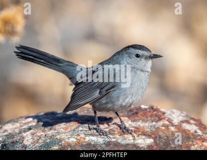 Dieser Gray Catbird ruhte auf einem Felsen in einem Herbstwald in Colorado. Stockfoto