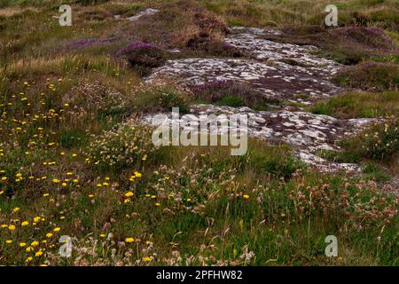 Farbenfrohe Wildblumen wachsen auf steinigem irischem Boden, malerische Landschaft. Schöne Pflanzen, die in Südirland üblich sind. Nordeuropäische Vegetation. Stockfoto
