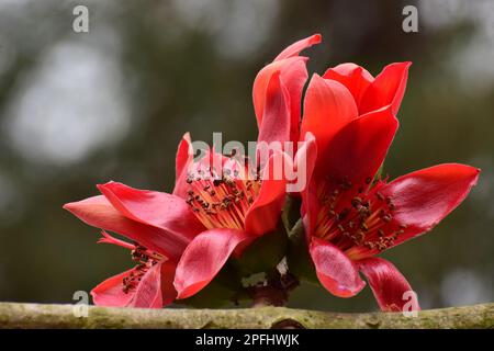 Rote Baumwollblume aus Seide | Bombax ceiba | Shimul-Blume Stockfoto