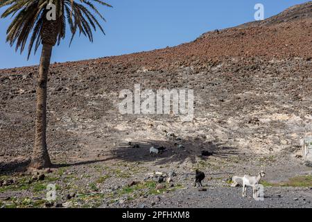 Die Ziegenhaltung ist auf der Insel Fuerteventura auf den Kanarischen Inseln weit verbreitet Stockfoto