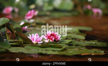 Blühender Lotus, wunderschöne rosa Blumen auf der Wasseroberfläche Stockfoto