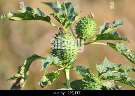 In der Wildnis wächst eine giftige Heilpflanze - Datura stramonium Stockfoto